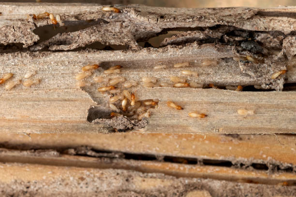Best Termite Control Services  in Punaluu, HI