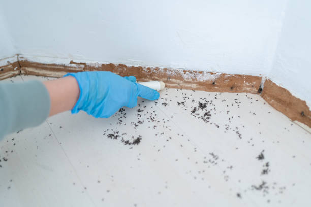 Trusted Punaluu, HI Pest Control Experts